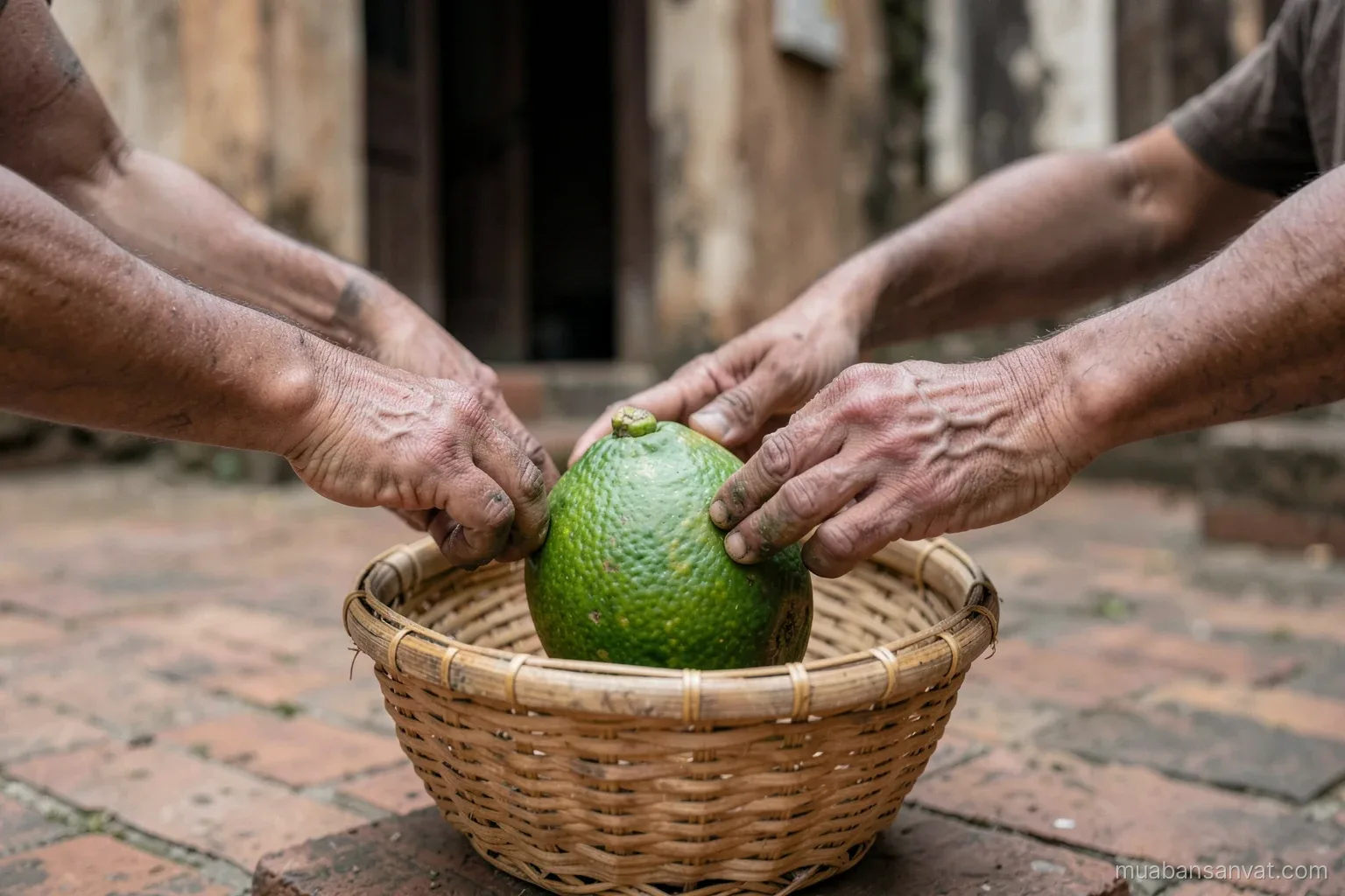 Close view of weathered hands placing a pomelo into a woven bamboo basket on a brick courtyard of an old village house, soft overcast light, earthy browns
